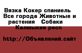 Вязка Кокер спаниель - Все города Животные и растения » Собаки   . Калмыкия респ.